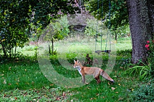 A beautiful young fox walks in the yard of a private house. Selective focus