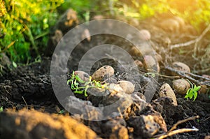 Beautiful young fresh raw potato dug on the ground. Harvesting, harvest. Harvesting potato. Fresh root organic vegetables