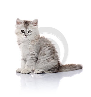 Beautiful Young Furry Kitten  on White Background