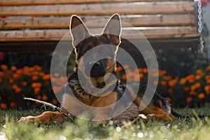 Hermoso joven Alemán el perro descansa sobre el césped más cercano casa 