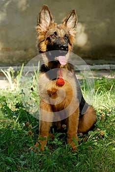 Beautiful young german shepherd dog puppy