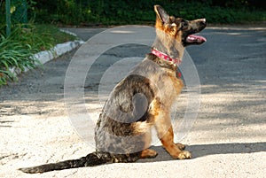 Beautiful young german shepherd dog puppy sitting on the road