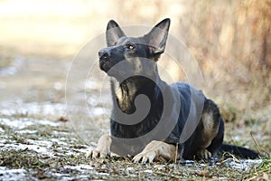 Beautiful young german shepherd dog puppy in spring background