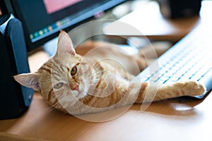 Beautiful young ginger tabby cat well-fed and satisfied lying at home working place next to keyboard