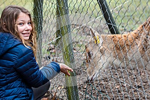 beautiful young girl feeding a fawn in a zoo