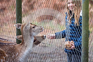 beautiful young girl feeding a fawn in a zoo