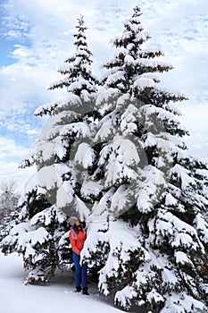 A beautiful young girl walks in the woods near tall and slender snow-covered fir trees