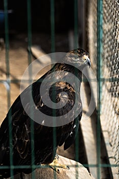 Beautiful young golden eagle,with totaly unconfidential look in his eyes , bravely and proudly observes and preserves the