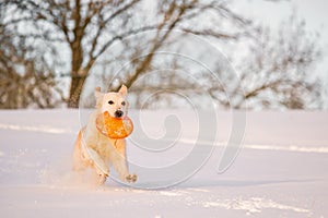 A beautiful young Golden Retriever dog playing with a frisbee