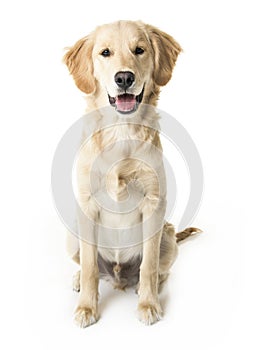 Beautiful young Golden Retriever Portrait isolated on white