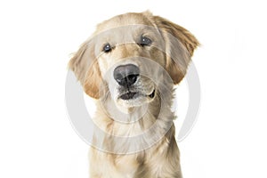Beautiful young Golden Retriever Portrait isolated on white
