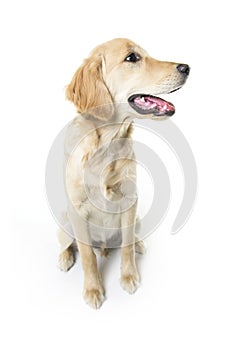Beautiful young Golden Retriever Portrait isolated on white