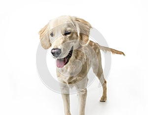 Beautiful young Golden Retriever Portrait isolated on white