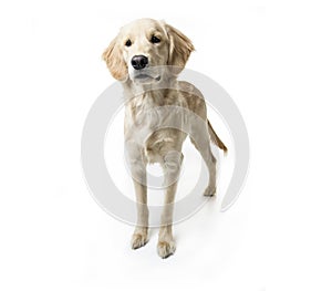 Beautiful young Golden Retriever Portrait isolated on white