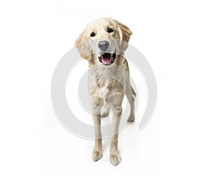 Beautiful young Golden Retriever Portrait isolated on white