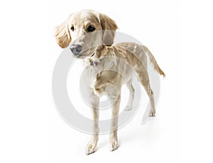 Beautiful young Golden Retriever Portrait isolated on white