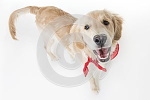 Beautiful young Golden Retriever Portrait isolated on white