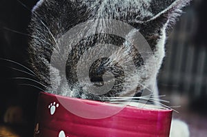 Beautiful young gray cat with green eyes eating from a bowl