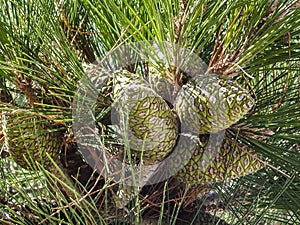 Beautiful young green pine cones on pine Stankevich Pinus brutia stankewiczii on branch with very long needles.