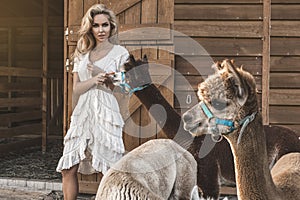 Beautiful young happy woman with alpaca in summer day. Woman with alpacas. Pretty girl with cute alpacas in village, outdoor.