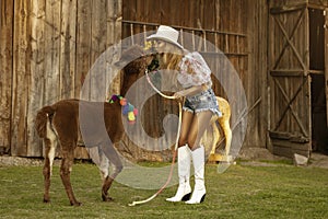 Beautiful young happy woman with cute alpacas on a spring day at the alpaca ranch. Pretty cowgirl with alpacas