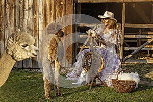 Beautiful young happy woman making alpaca wool accompanied by cute alpacas at alpaca ranch. Pretty girl with alpacas