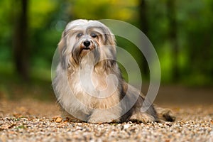 Beautiful young havanese dog is sitting on a gravel forest road