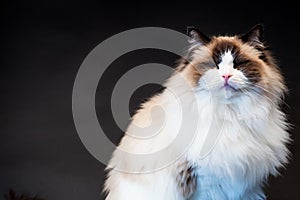 Beautiful young healthy Ragdoll cat on a black background.