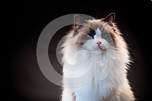 Beautiful young healthy Ragdoll cat on a black background.