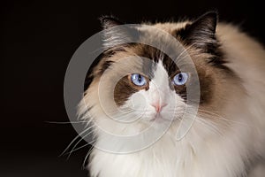 Beautiful young healthy Ragdoll cat on a black background.