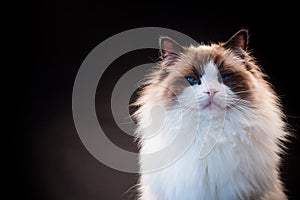 Beautiful young healthy Ragdoll cat on a black background.