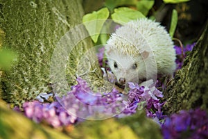 Beautiful young hedgehog crawls among the trees in the forest with flowers