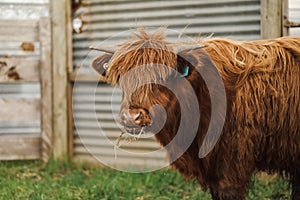 Beautiful young Highland Cow steer in cattle yards