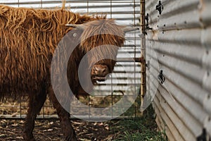 Beautiful young Highland Cow steer in cattle yards