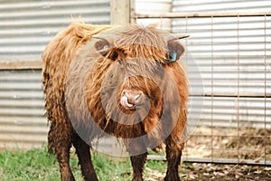 Beautiful young Highland Cow steer in cattle yards with tongue out