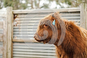 Beautiful young Highland Cow steer in cattle yards side view