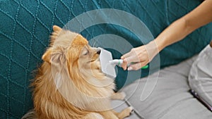 Beautiful young hispanic woman sitting in the living room, cheerily combing her pet dog\'s hair with a roll-stick comb, a handy fu