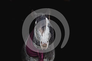 Beautiful young horse breed Irish cob stallion with a purple scarf around his neck