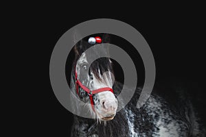 Beautiful young horse of breed Irish cob stallion with a red halter and Christmas decorations in a long mane on a black background
