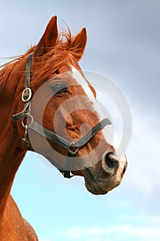 Beautiful young horse portrait against blue sky