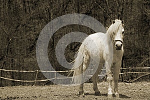 Beautiful young horse (sepia)