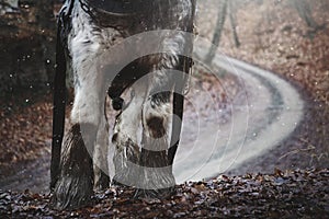 Beautiful young horse stallion irish cob gypsy vanner tinker in winter forest, rear view,working with wood in the forest