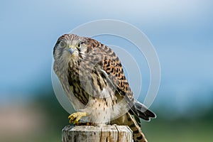 A beautiful young kestrel looking behind you