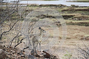 Beautiful young klipspringer Oreotragus, Kruger National Park, South Africa