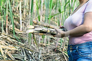 Beautiful young Latina woman working in the middle of a sugar cane crop, loading the cane to stack