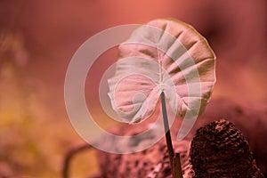 Beautiful young leaf of Elephant`s Ear Plant
