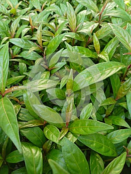 beautiful young leaf shoots are brownish green photo