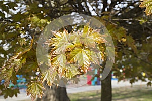 Beautiful young leaves of the maple holly photo