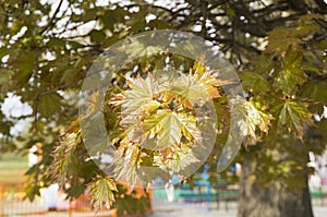 Beautiful young leaves of the maple holly photo