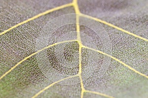 Beautiful young leaves of the teak plant, young leaves background. Macro photography